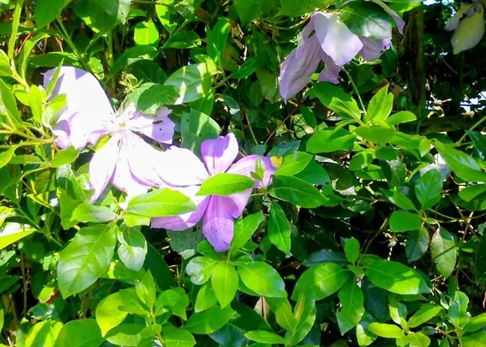 بيت للعطل Hope House